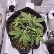 Gorilla Cookies 420FB