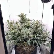 PowerPlant photo X Greenception GCx4-PWR