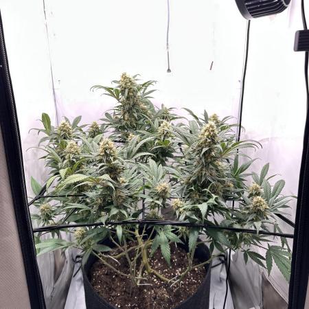 PowerPlant photo X Greenception GCx4-PWR