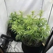Zamnesia Wurlz F1 & Blue Cheese F1