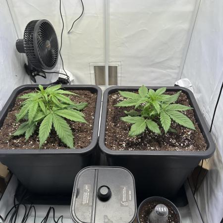 Pineapple Express F1 Zamnesia