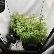 Zamnesia Wurlz F1 & Blue Cheese F1