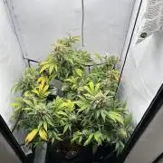 PowerPlant photo X Greenception GCx4-PWR