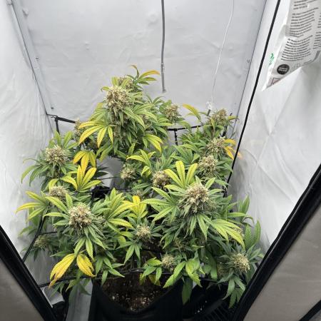 PowerPlant photo X Greenception GCx4-PWR