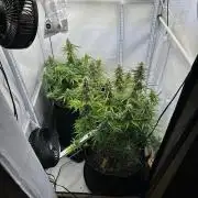 Zamnesia Wurlz F1 & Blue Cheese F1