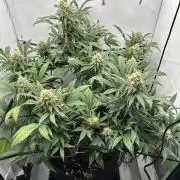 PowerPlant photo X Greenception GCx4-PWR