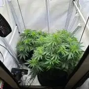 RQS Milky Way F1 & GOAT'lato Auto