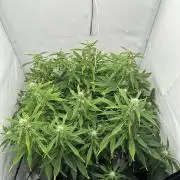 Gorilla Cookies 420FB