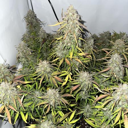 RQS Milky Way F1 X FB420 Strawbry Banana