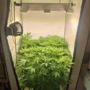 Tangerine Dream and Blueberry og