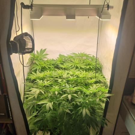 Tangerine Dream and Blueberry og