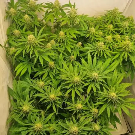 Canasseur Organic Grow