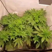 High THC Run ✨️