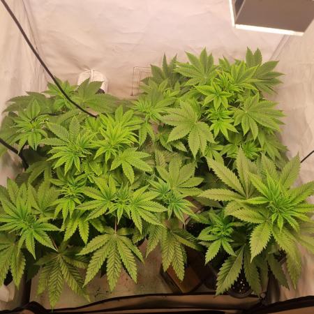 High THC Run ✨️
