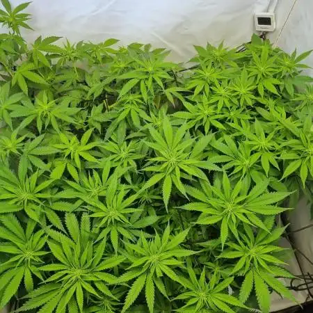 Canasseur Organic Grow