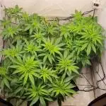 Canasseur Organic Grow