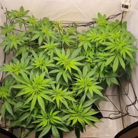 Canasseur Organic Grow