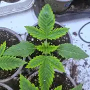 Eternity Grow Cup Cannaseur