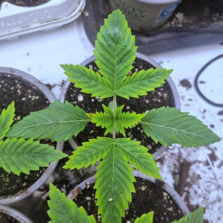 Eternity Grow Cup Cannaseur