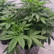 Tangerine Dream and Blueberry og