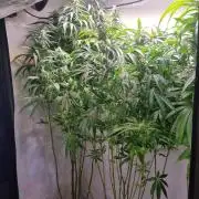 Tangerine Dream and Blueberry og