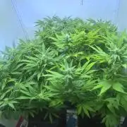 Tangerine Dream 🍊