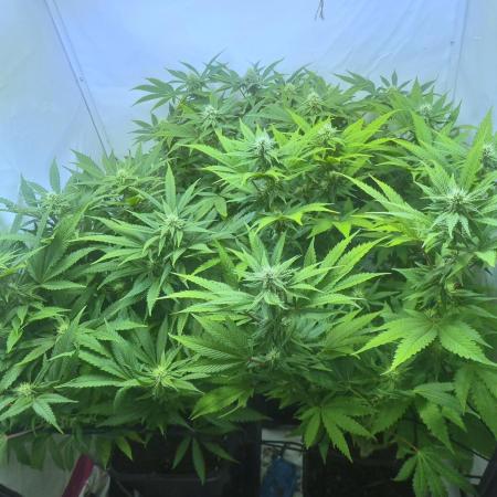 Tangerine Dream 🍊