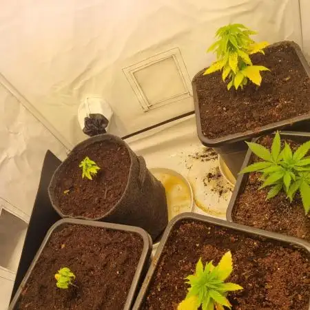 Canasseur Organic Grow