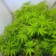 Tangerine Dream 🍊