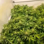 Ganja Farmer Cheese