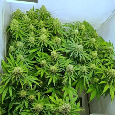 Canasseur Organic Grow