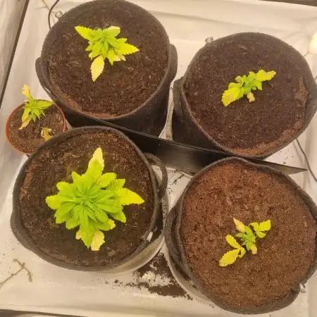 Canasseur Organic Grow