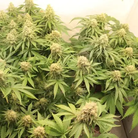 Canasseur Organic Grow