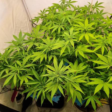 Tangerine Dream 🍊