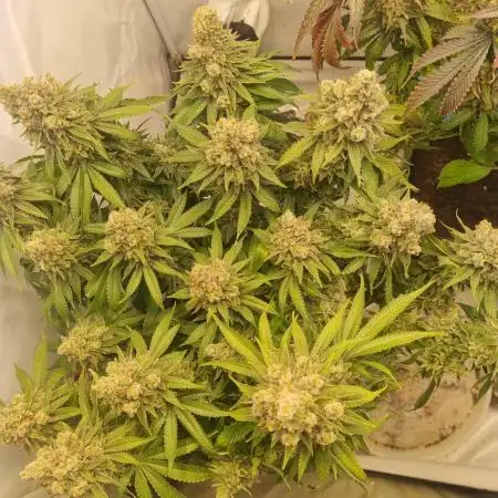 ⛽️ and 🍪