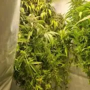 Tangerine Dream and Blueberry og