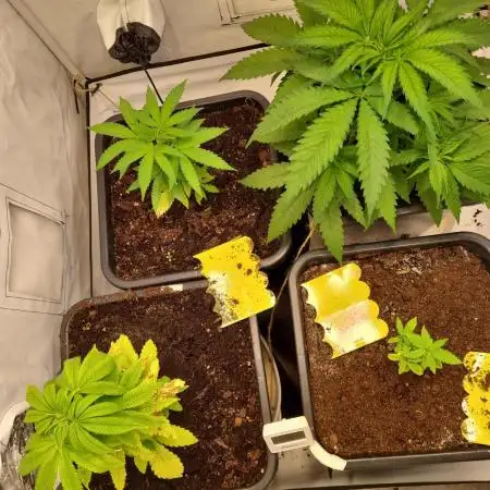 Canasseur Organic Grow