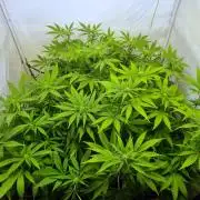 Tangerine Dream 🍊