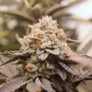 Tangerine Dream 🍊