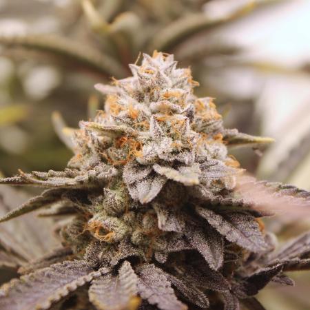 Tangerine Dream 🍊