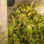 Tangerine Dream and Blueberry og