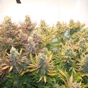 Eternity Grow Cup Cannaseur