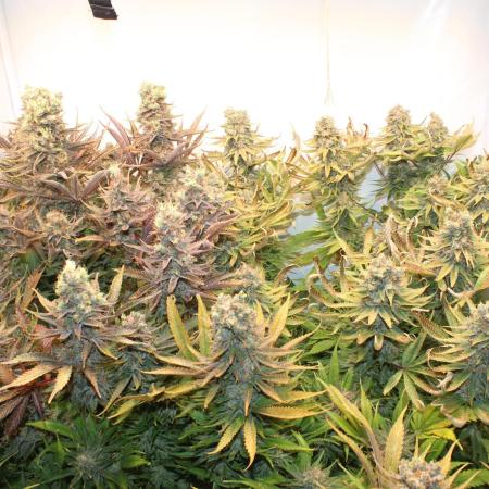 Eternity Grow Cup Cannaseur