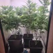 Tangerine Dream 🍊