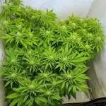 Canasseur Organic Grow