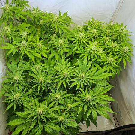 Canasseur Organic Grow