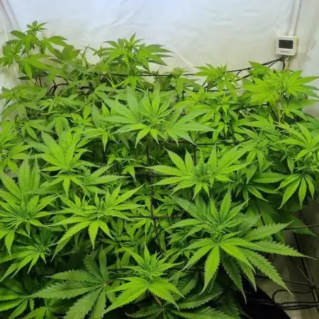Canasseur Organic Grow