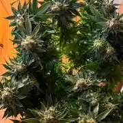 Ganja Farmer Cheese