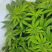 Eternity Grow Cup Cannaseur