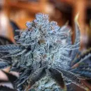 Tangerine Dream 🍊